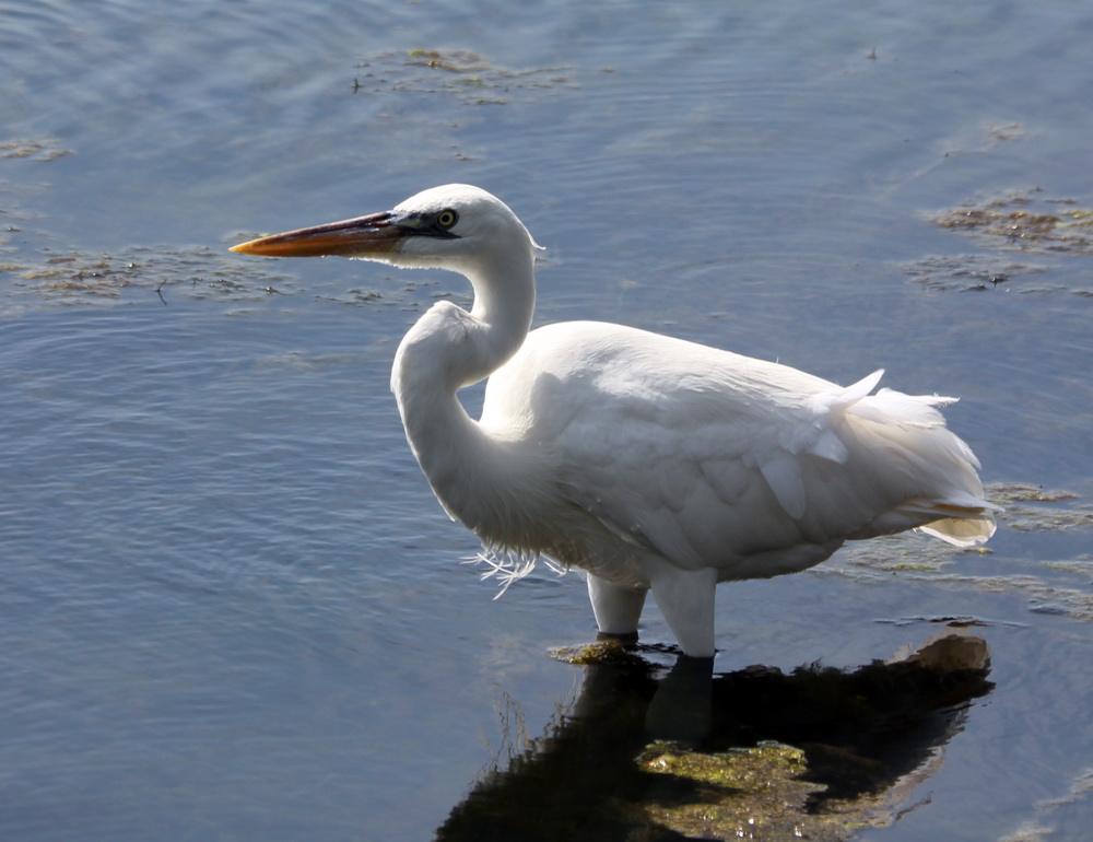 Фотографія Велика біла чапля (Ardea alba). / Юрий Эбер / photographers.ua