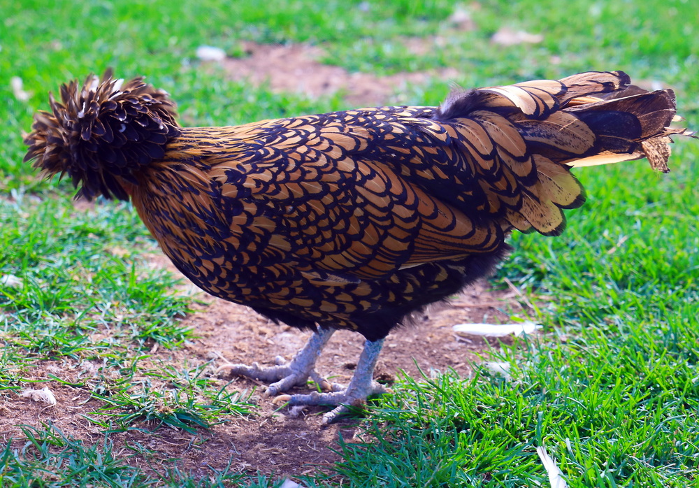 Фотографія курочка Ряба / Юрий Эбер / photographers.ua