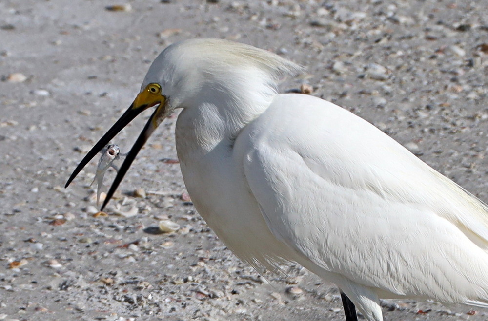 Фотографія Марний крик про допомогу / Юрий Эбер / photographers.ua