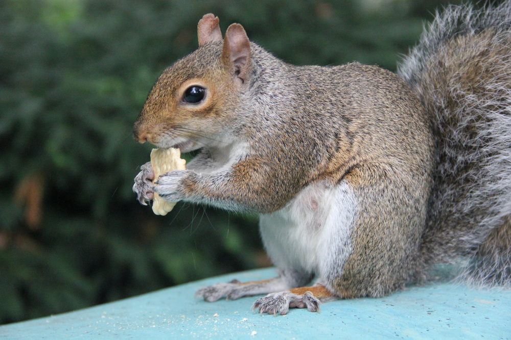Фотографія Животные / Юрий Эбер / photographers.ua