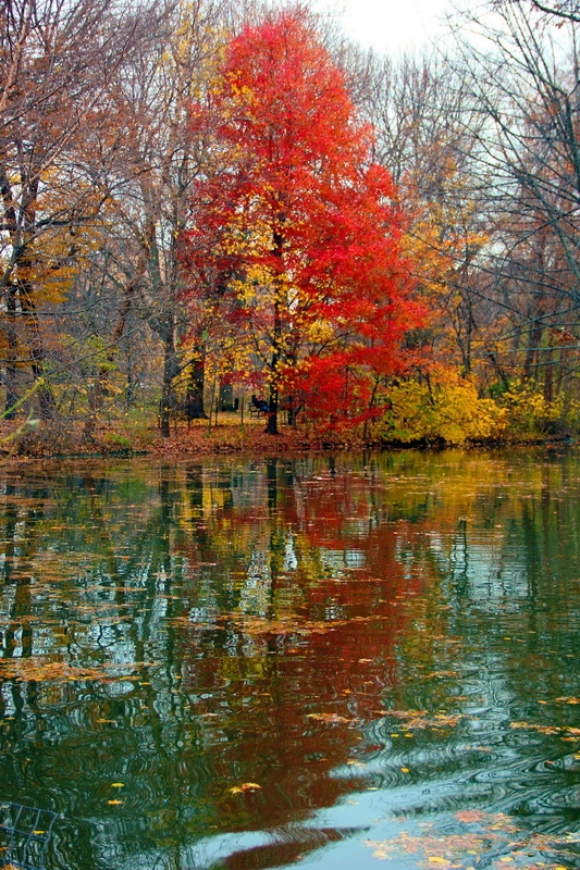 Фотографія Грудень 2017 року. Бруклін. / Юрий Эбер / photographers.ua