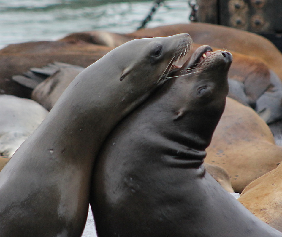 Фотографія Кохання / Юрий Эбер / photographers.ua