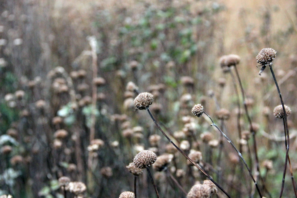 Фотографія листопад / Юрий Эбер / photographers.ua