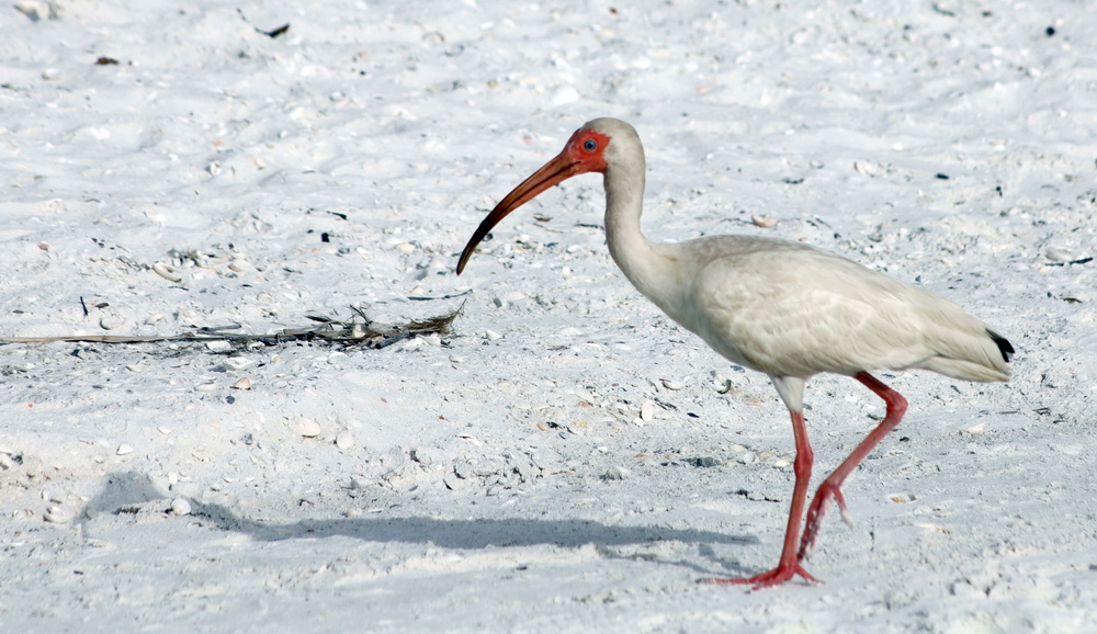 Фотографія У неї хода, як у морі човник / Юрий Эбер / photographers.ua