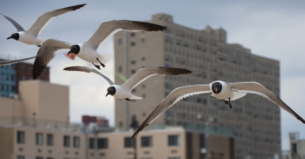 Фотографія Животные / Юрий Эбер / photographers.ua