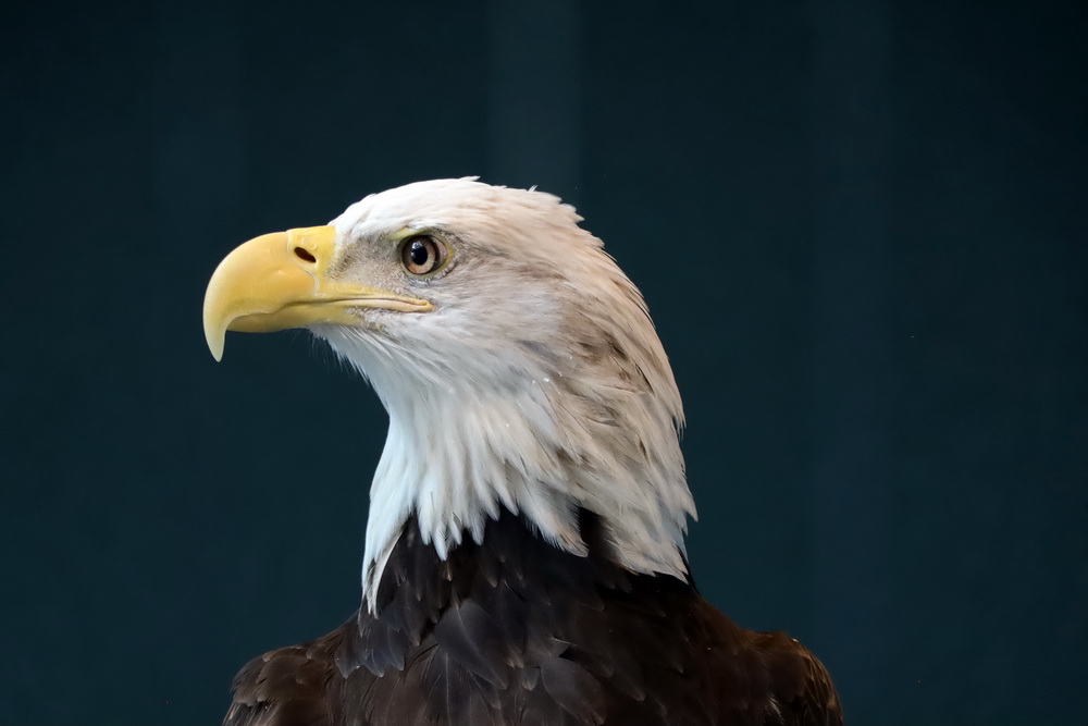 Фотографія Білоголовий орлан / Юрий Эбер / photographers.ua