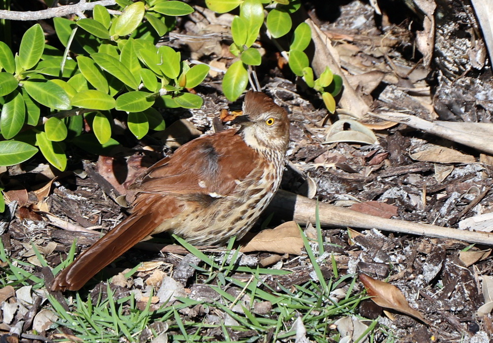 Фотографія коричневий пересмішник / Юрий Эбер / photographers.ua