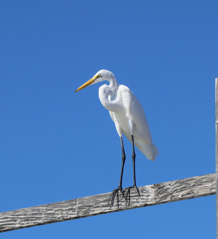 Фотографія Велика біла чапля / Юрий Эбер / photographers.ua