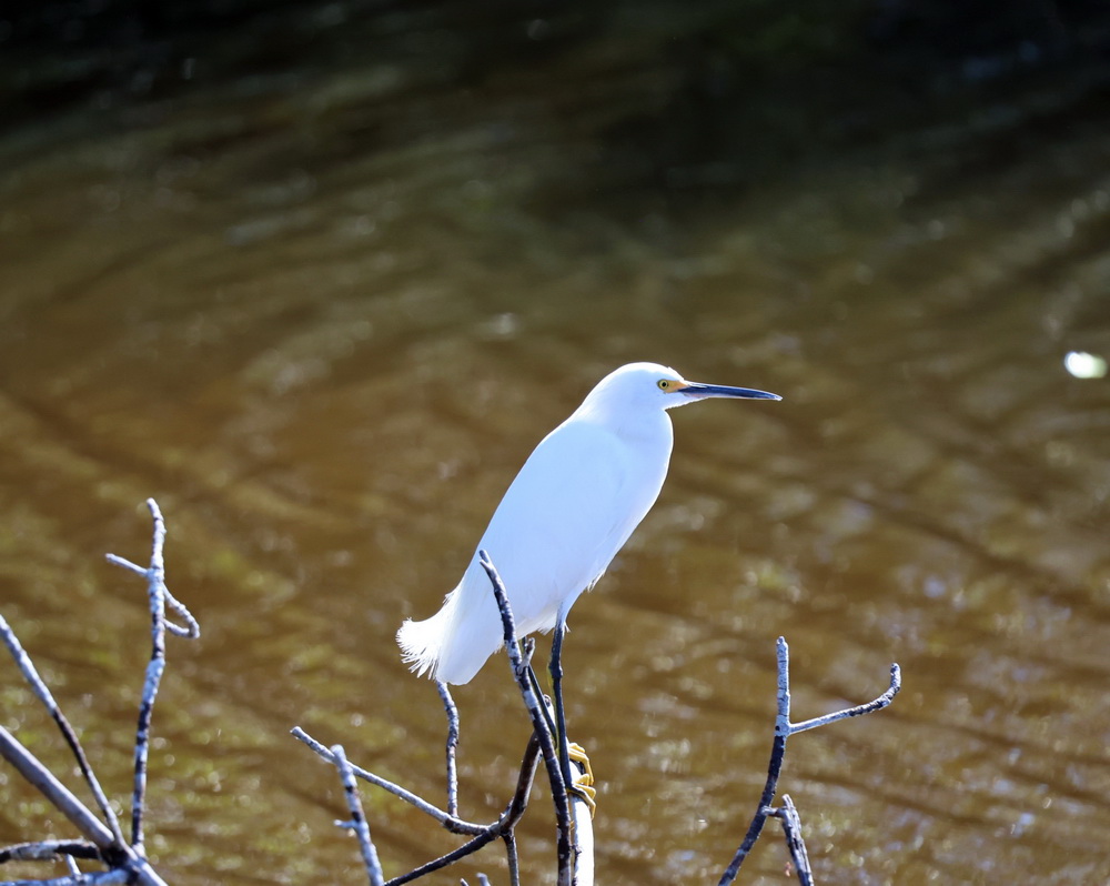 Фотографія снігова чапля - Snowy Egret (Egretta thula). / Юрий Эбер / photographers.ua