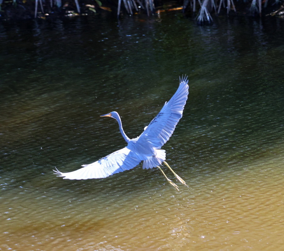 Фотографія Животные / Юрий Эбер / photographers.ua
