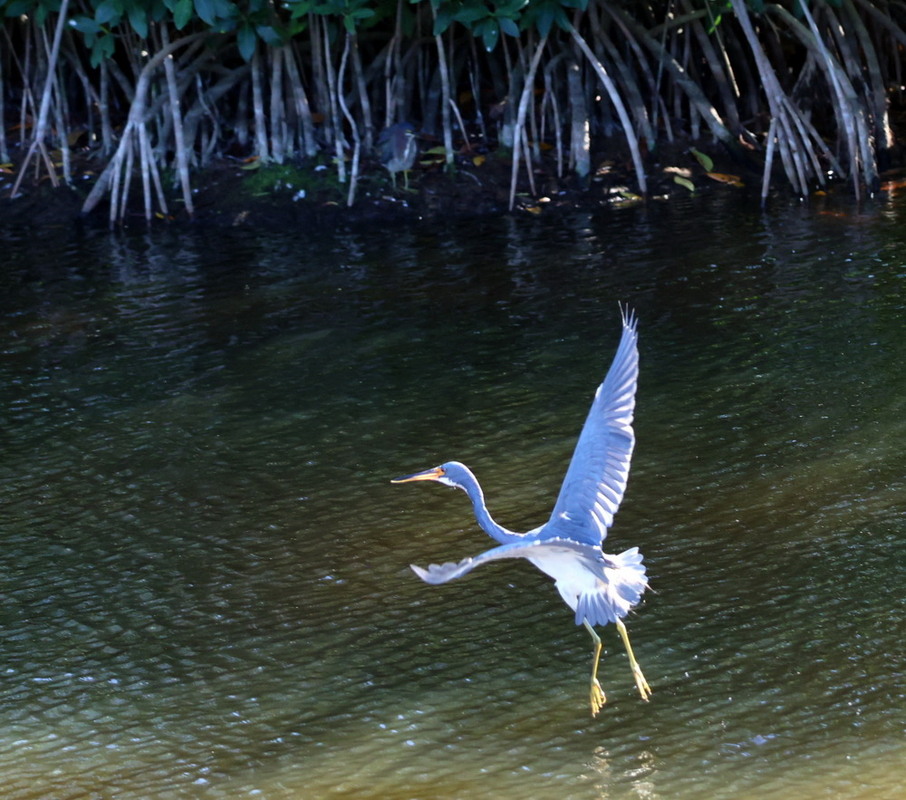 Фотографія Животные / Юрий Эбер / photographers.ua
