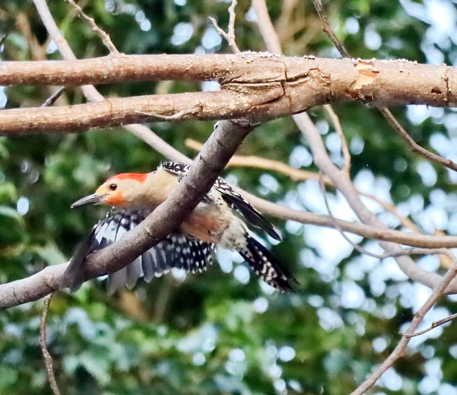 Фотографія червонобрюхий дятел (Melanerpes carolinus) / Юрий Эбер / photographers.ua
