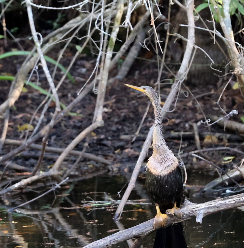 Фотографія Американська змієшийка / Юрий Эбер / photographers.ua