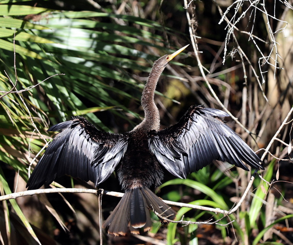 Фотографія Аєкінга змієшийка / Юрий Эбер / photographers.ua