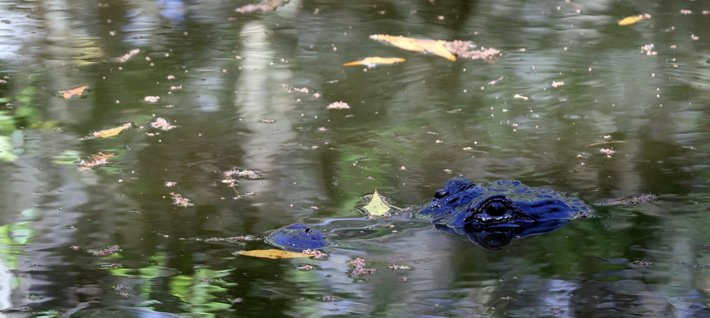 Фотографія А ось і алігатор! / Юрий Эбер / photographers.ua