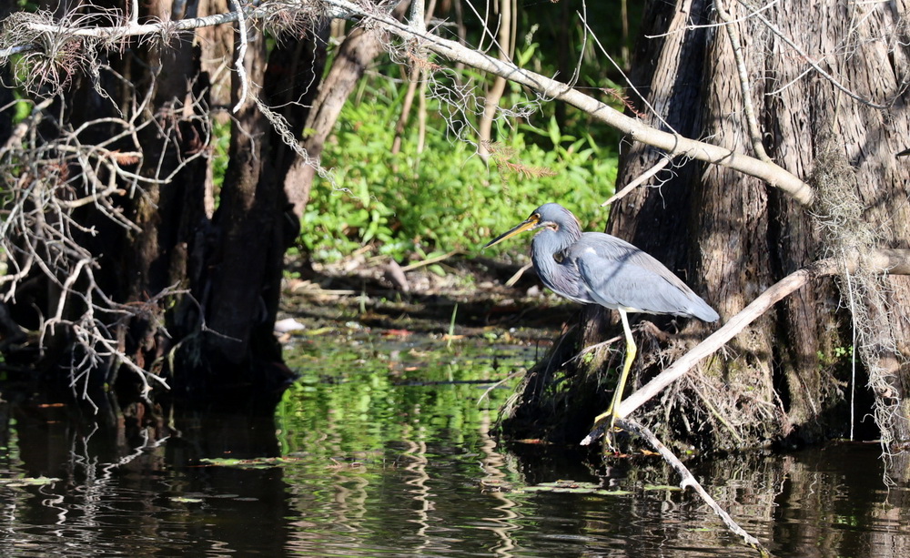 Фотографія Малая голубая цапля (Little Blue Heron, Egretta caerulea). / Юрий Эбер / photographers.ua