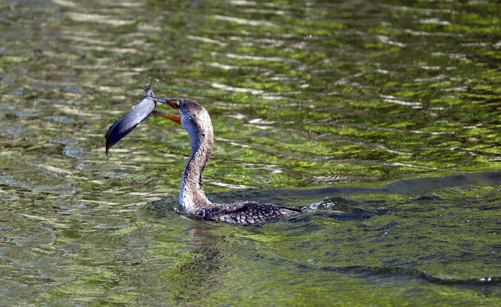 Фотографія Видобуток не по зубах / Юрий Эбер / photographers.ua