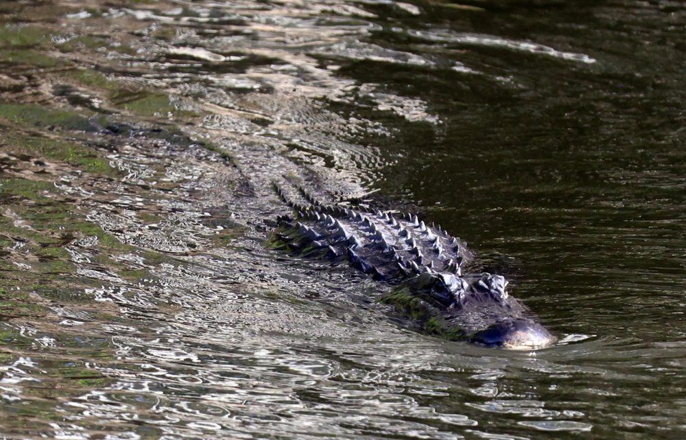 Фотографія Аллигатор / Юрий Эбер / photographers.ua