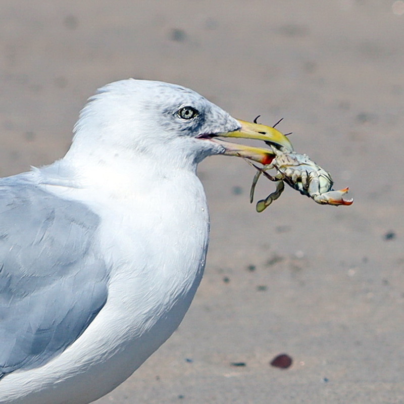 Фотографія Делікатес / Юрий Эбер / photographers.ua