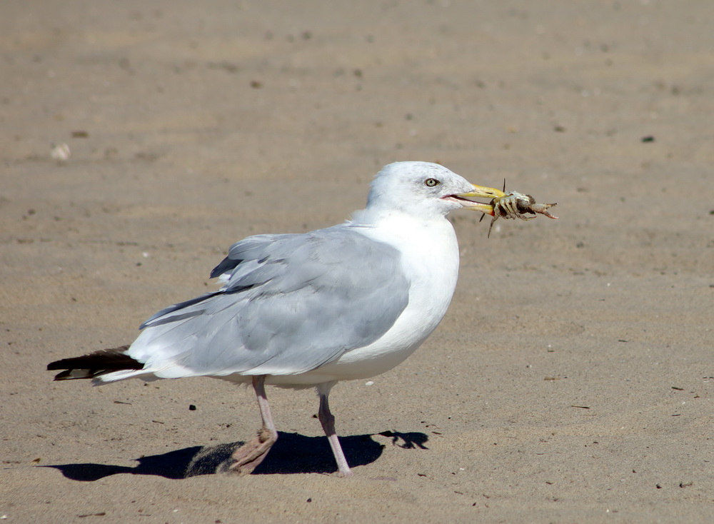 Фотографія З видобутком / Юрий Эбер / photographers.ua