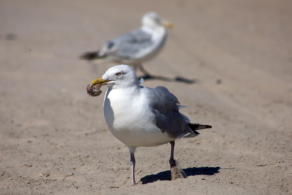 Фотографія З видобутком / Юрий Эбер / photographers.ua