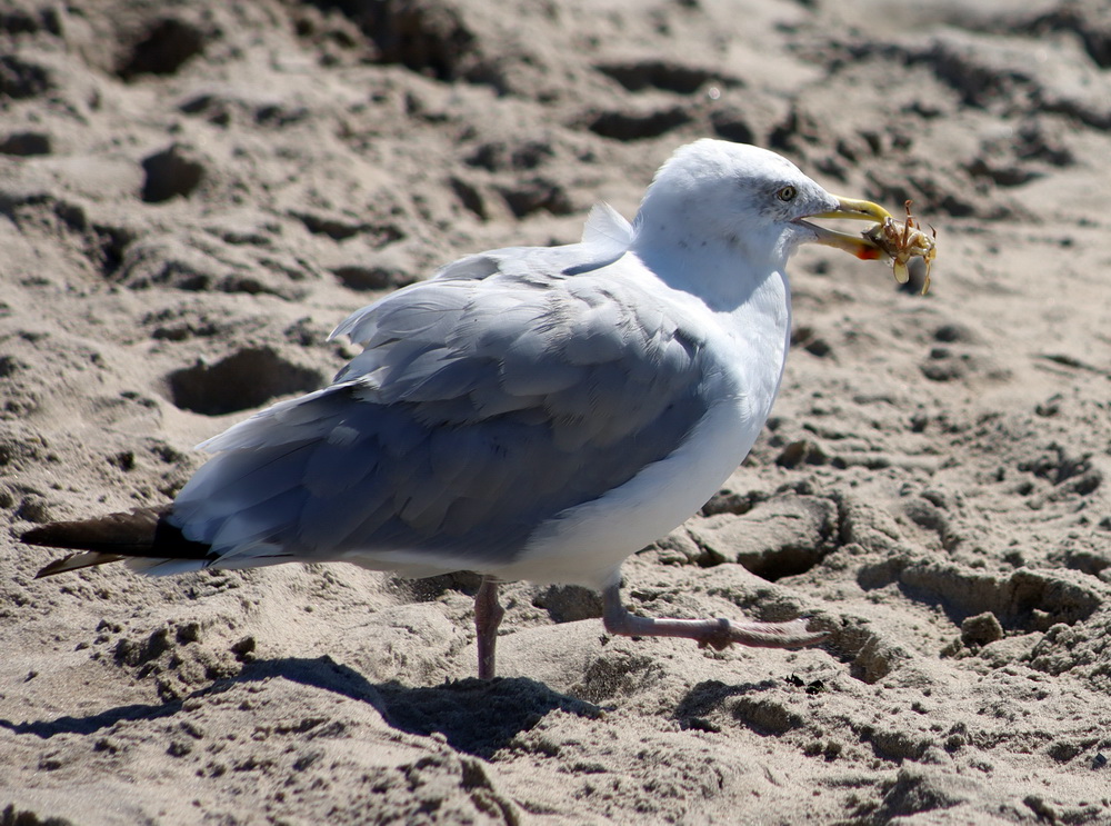Фотографія З видобутком / Юрий Эбер / photographers.ua