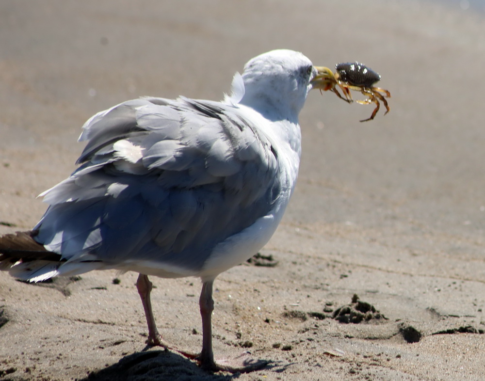 Фотографія З видобутком / Юрий Эбер / photographers.ua
