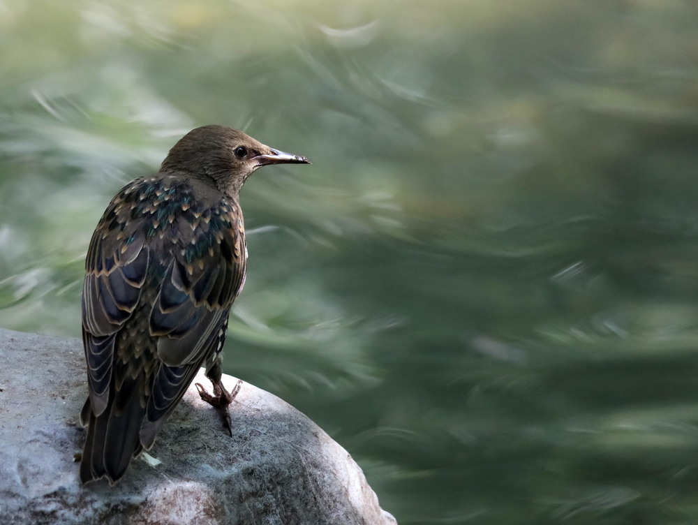 Фотографія У дозорі / Юрий Эбер / photographers.ua