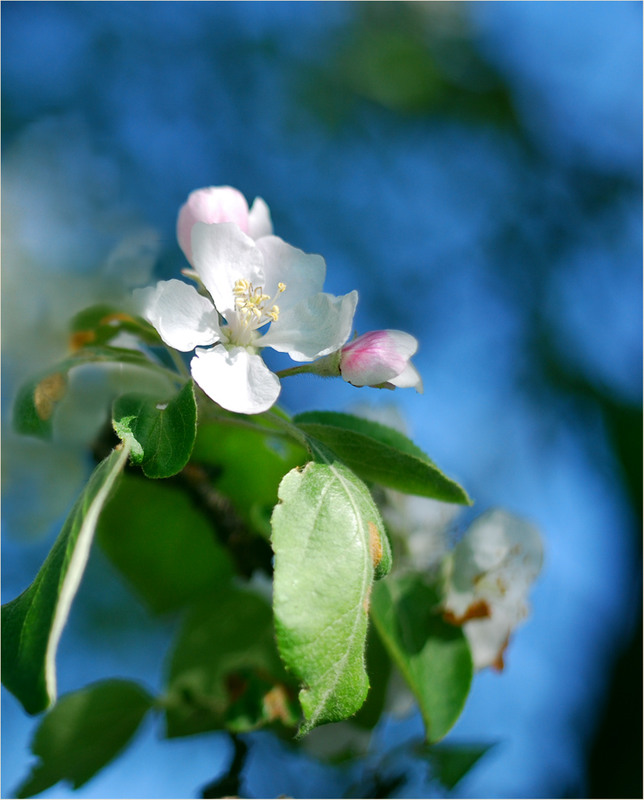 Фотографія Почему цветёт яблоня / HELLEN / photographers.ua