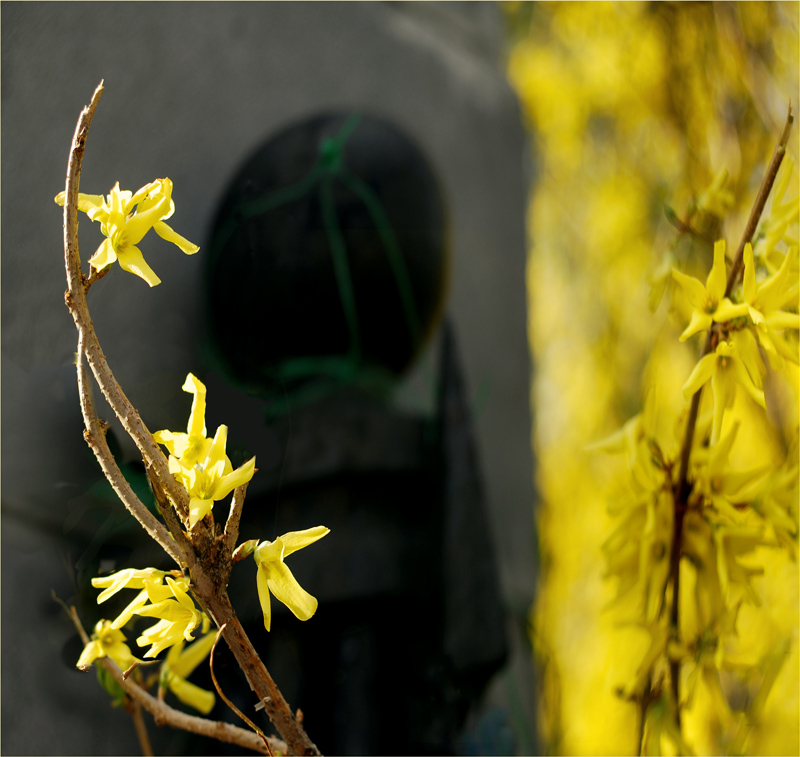 Фотографія Чудеса цветения / HELLEN / photographers.ua
