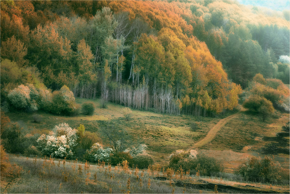Фотографія Пространство деревьев / HELLEN / photographers.ua