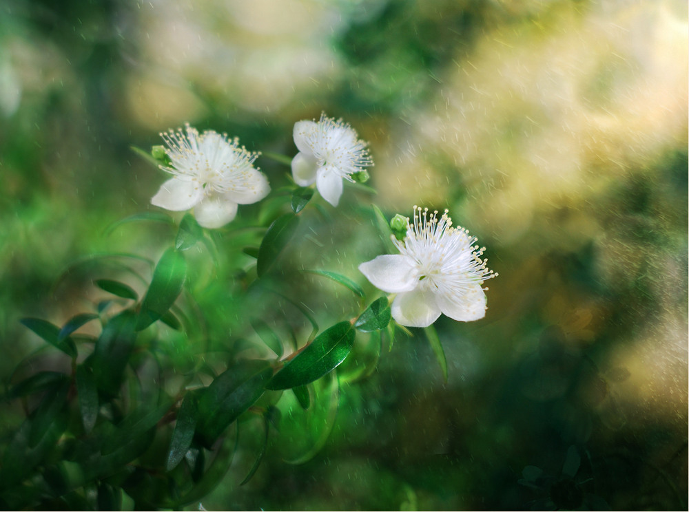 Фотографія Чудесное цветение / HELLEN / photographers.ua