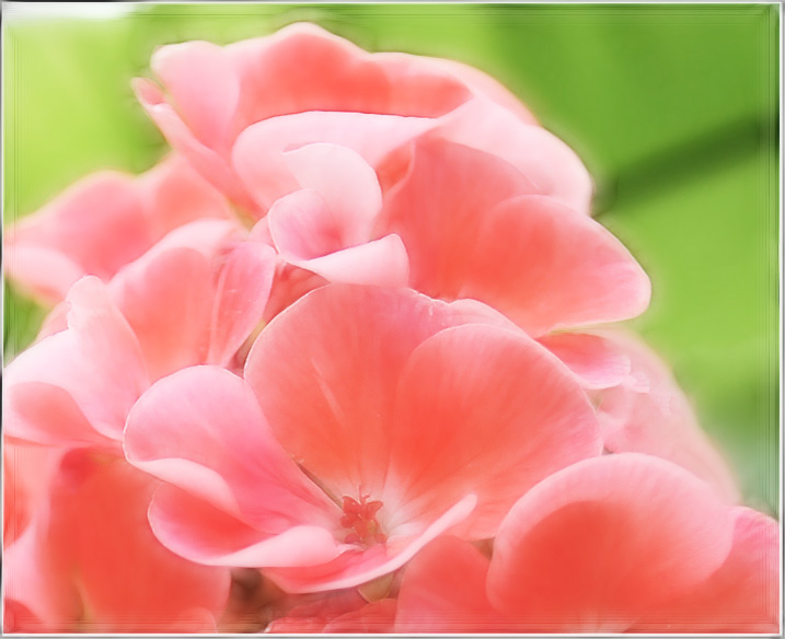 Фотографія На волнах лепестков / HELLEN / photographers.ua