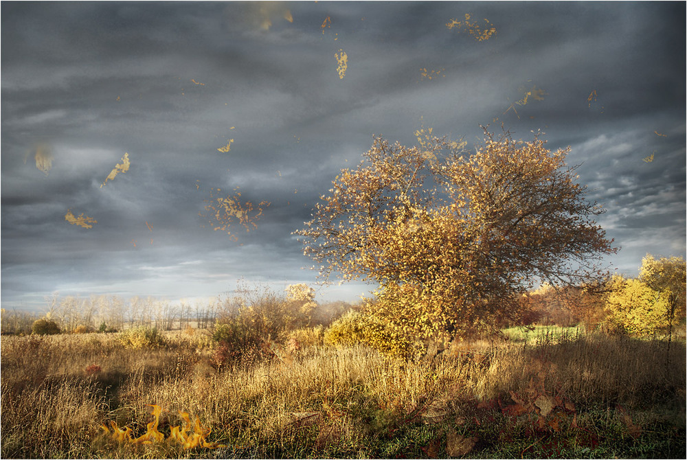 Фотографія Рассыпаясь листьями (в) целую осень / HELLEN / photographers.ua