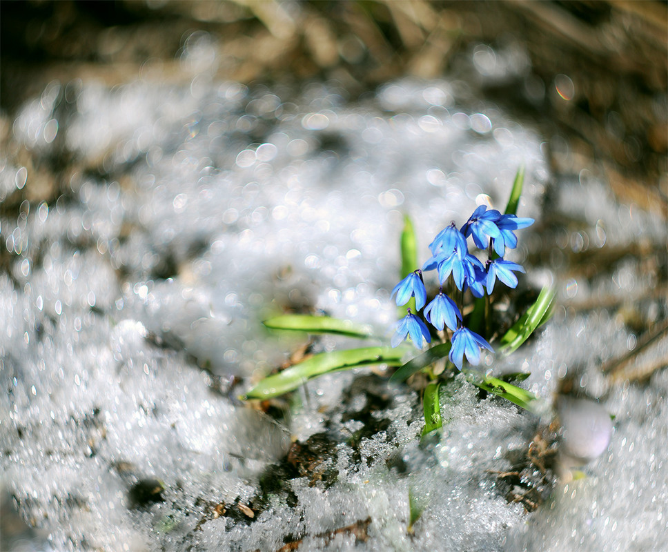 Фотографія Контрастная весна / HELLEN / photographers.ua