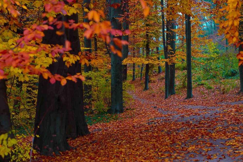 Фотографія Різнобарвна осінь / Veronika Kolyadko / photographers.ua