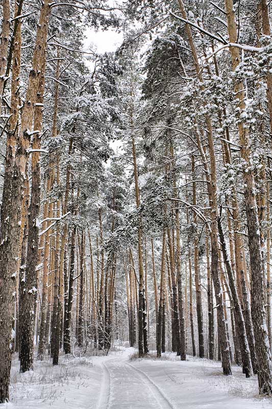 Фотографія Зимний лес / Александр Хоменко / photographers.ua