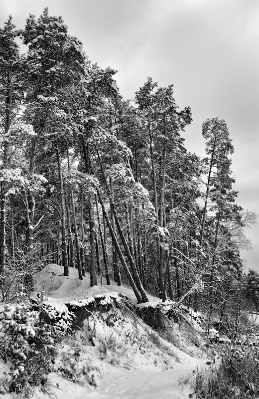 Фотографія Зимний лес (3) / Александр Хоменко / photographers.ua