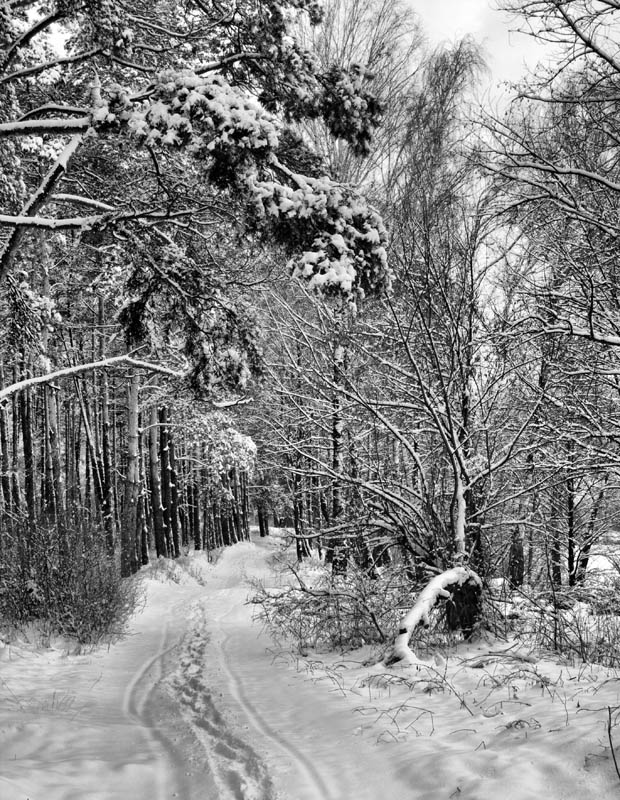 Фотографія Зимний лес (2) / Александр Хоменко / photographers.ua