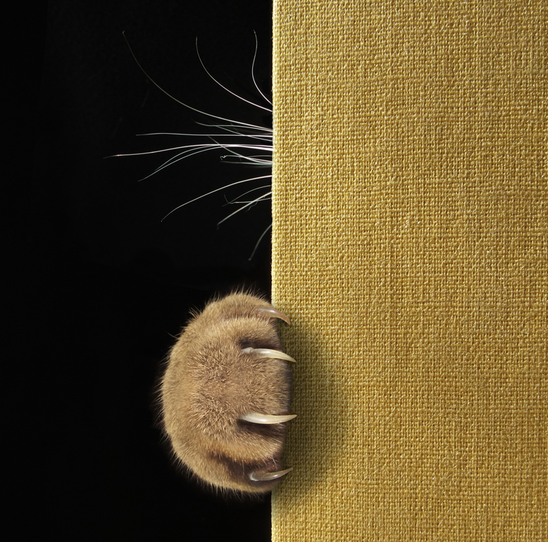 Фотографія Про стеснительного кота... / Ирина Кузнецова / photographers.ua
