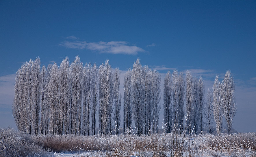 Фотографія Зимовий етюд / Yuriy Naumovych / photographers.ua