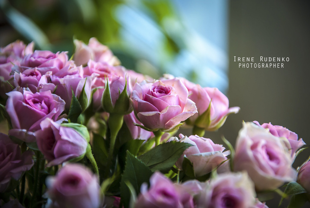 Фотографія Grow me a garden of roses (c) / Irene Rudenko / photographers.ua