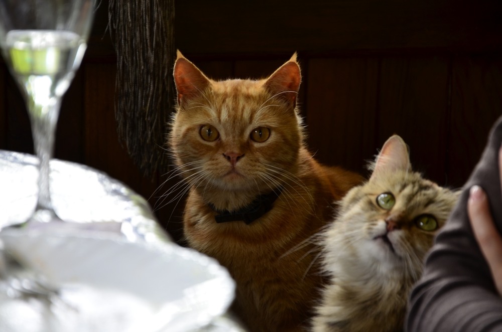 Фотографія Рыжий и жена / Дмитрий Сидорка / photographers.ua