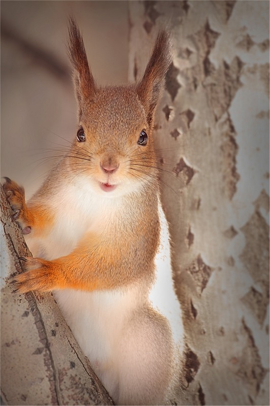 Фотографія Солнечный белк..)) / Dmitry Alekseev / photographers.ua