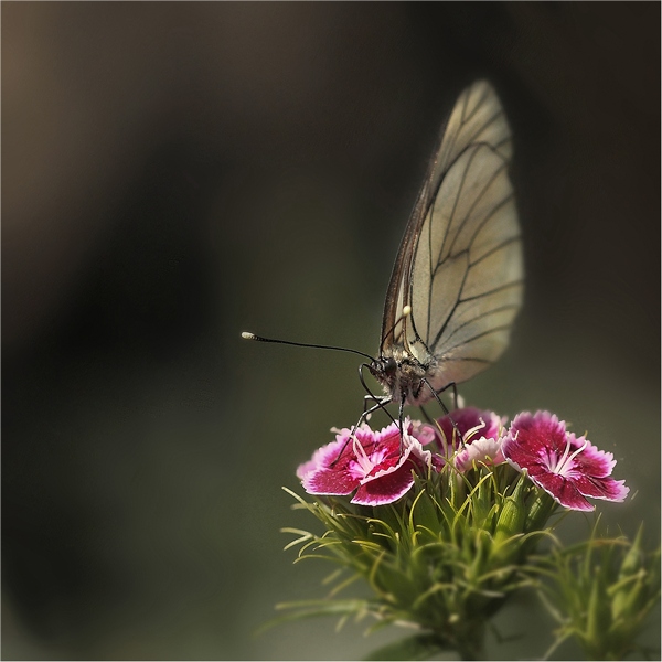 Фотографія ..из жизни красивых..)) / Dmitry Alekseev / photographers.ua