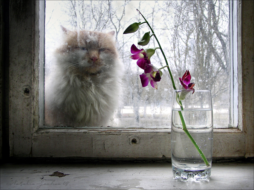 Фотографія НатюрМорД на окне / Natalia Jeshoa / photographers.ua