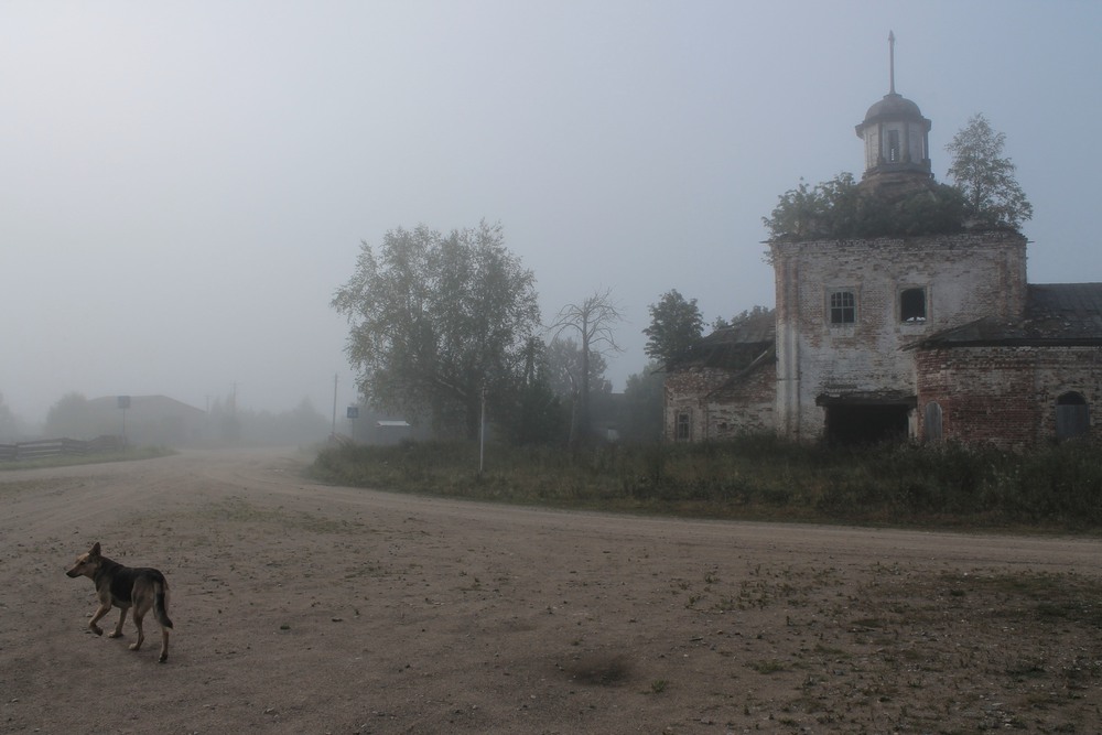 Фотографія Собачья жизнь / Михаил Левчук / photographers.ua
