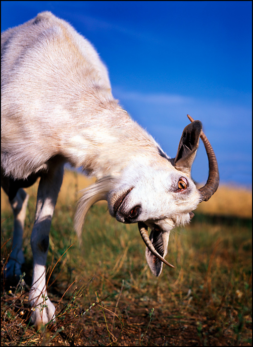Фотографія Ну шо,коза,подем погуляем? / Александр Задирака / photographers.ua
