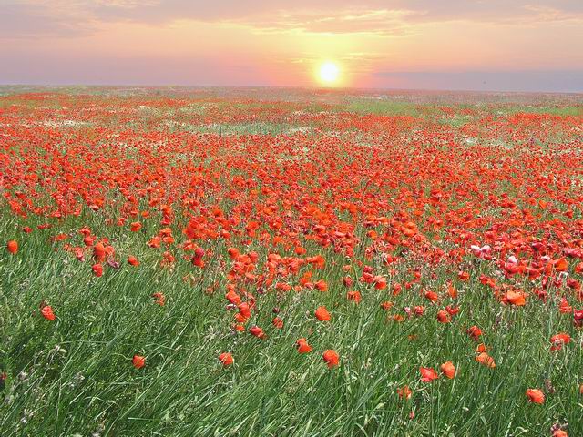 Фотографія Крым_1 / Igor Kondor / photographers.ua