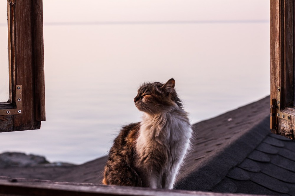 Фотографія Батумский кот знает что такое кайф:) / Алиса Тищенко / photographers.ua